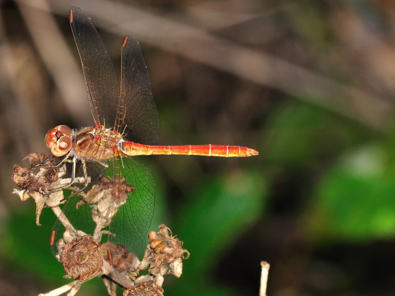 Conferma libellula n.3